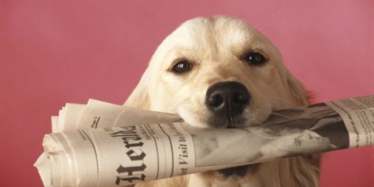 Anchor Club hosts donation drive for new animal&nbsp;shelter